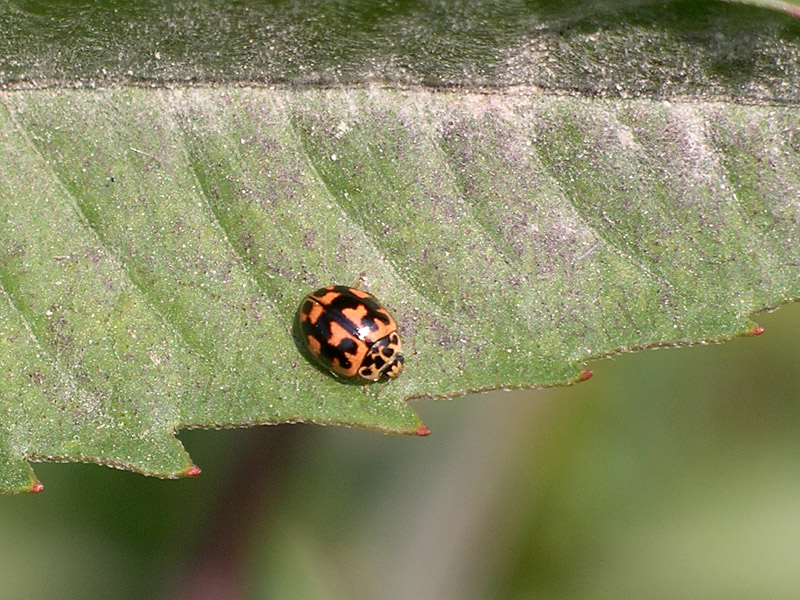 Una coccinella 